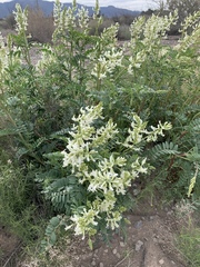 Astragalus praelongus