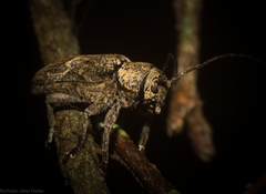 Prosoplus mediofasciatus