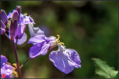 Orychophragmus violaceus