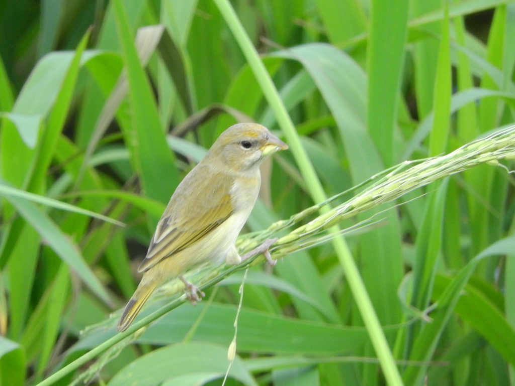 Orange-Fronted Yellow-Finch