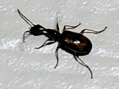 Colliuris