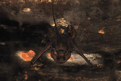 Lesser Mouse-Tailed Bat photo 2