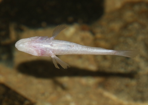Madagascar-blindgrondel (Typhleotris madagascariensis) — Eleotridae — 5