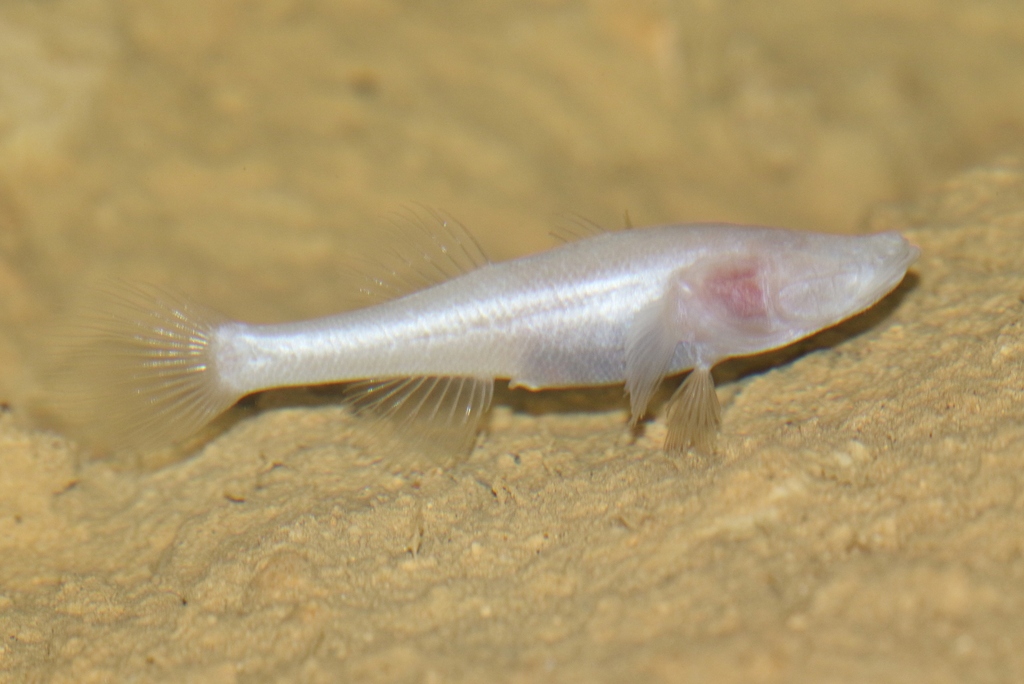 Madagascar-blindgrondel (Typhleotris madagascariensis) — Eleotridae