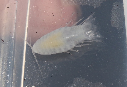 Cirolana poissoni