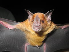 Phyllostomus discolor