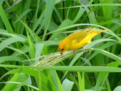 Sicalis columbiana