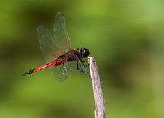 Tramea transmarina euryale