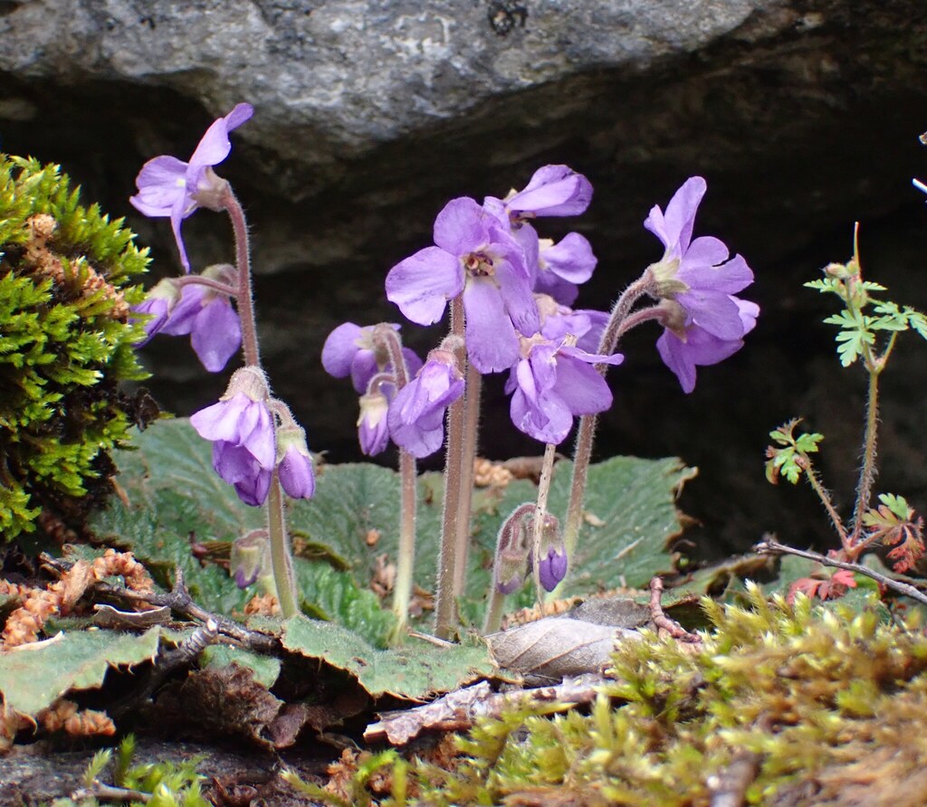 Ramonda serbica; photograph (c) Milan Chytrý, some rights reserved (CC BY)