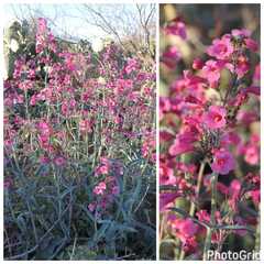 Penstemon parryi