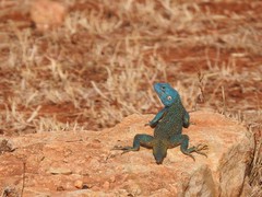 Acanthocercus gregorii