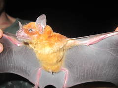 Phyllostomus discolor