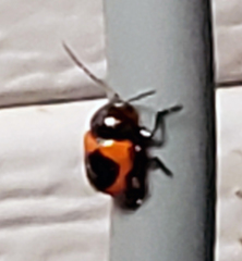 Cryptocephalus notatus