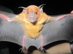 Phyllostomus discolor