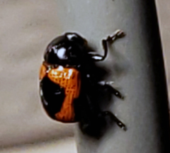 Cryptocephalus notatus