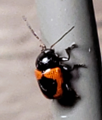 Cryptocephalus notatus
