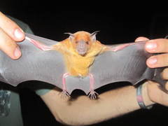 Phyllostomus discolor