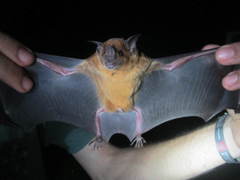 Phyllostomus discolor