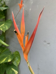 Heliconia psittacorum