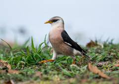 Acridotheres leucocephalus