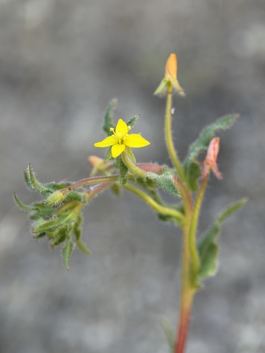Hardham's evening primrose (Camissonia hardhamiae)