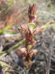Satyrium lupulinum