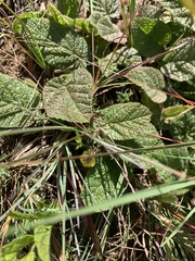 Hermannia transvaalensis