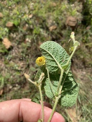 Hermannia transvaalensis