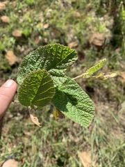 Hermannia transvaalensis