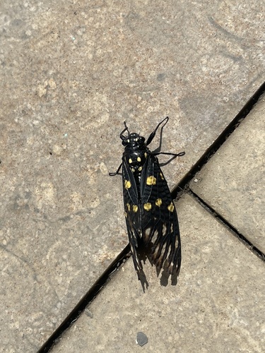 Speckled Black Cicada