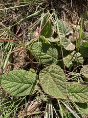 Hermannia transvaalensis