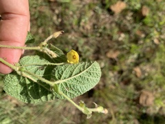 Hermannia transvaalensis