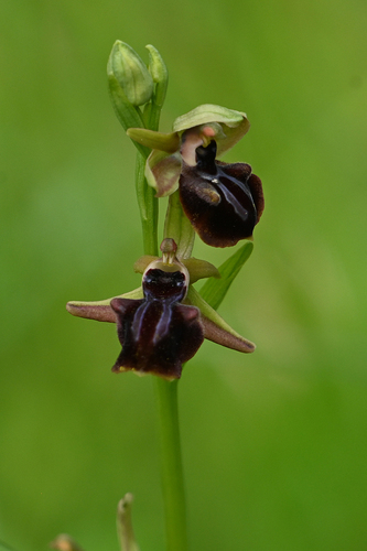 Bosom Orchid