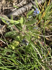 Myosotis stricta
