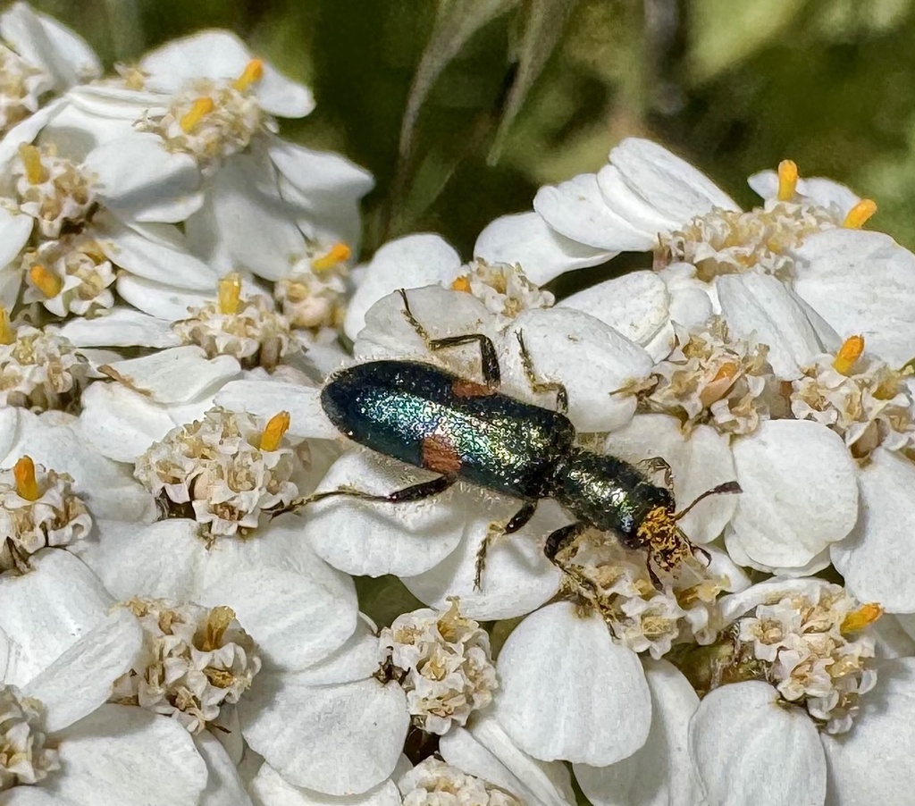 Trichodes bimaculatus