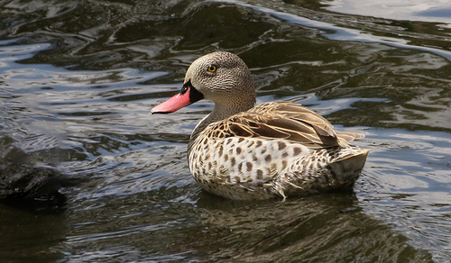 iNaturalist image