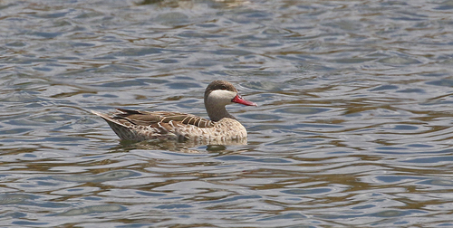 iNaturalist image