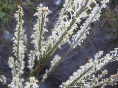 Struthiola confusa