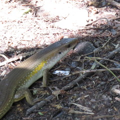 Eutropis multifasciata