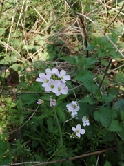 Cardamine pratensis