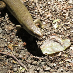 Eutropis multifasciata