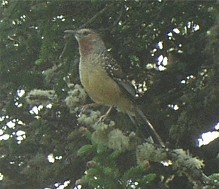 Giant Laughingthrush (Ianthocincla maxima), photo 8