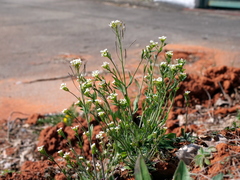 Thale Cress (Arabidopsis thaliana)