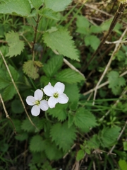 Cardamine pratensis