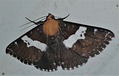 Buzara latizona