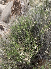 Menodora scabra