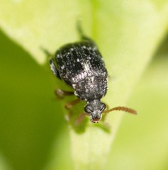 Bruchus luteicornis