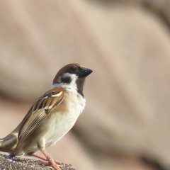 Passer montanus