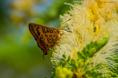 Axiocerses harpax