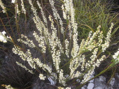 Struthiola confusa